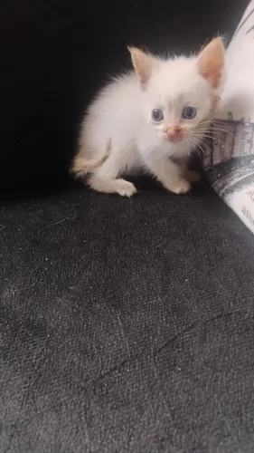 Doação de gato