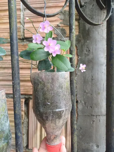 Beldroega Graúda plantas mudas de flor 