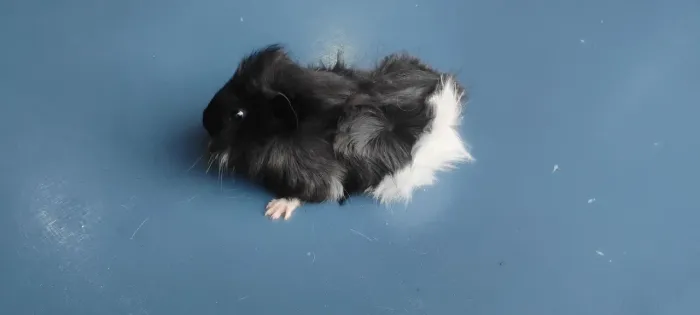 Porquinho peruanos da índia
