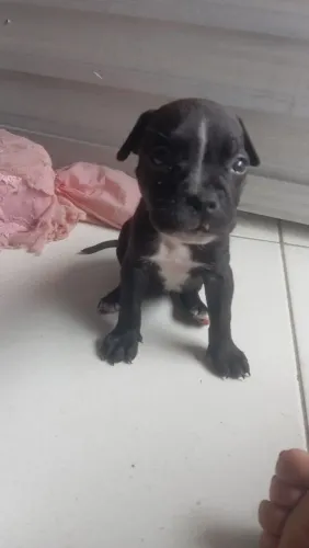 Filhote de Pit Bull