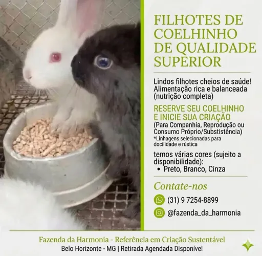 Filhotes de Coelho , Belo Horizonte MG 