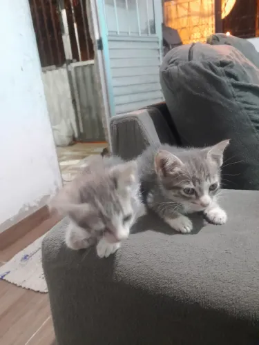 Gatos pra doar