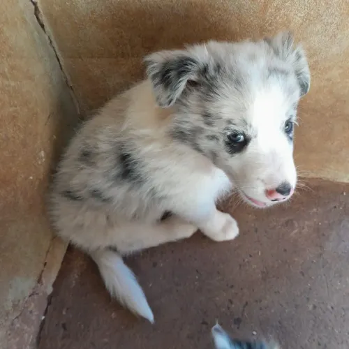 Border collie Filhotes 