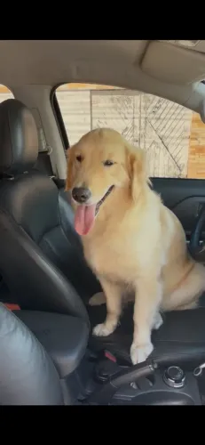 Golden 10 meses