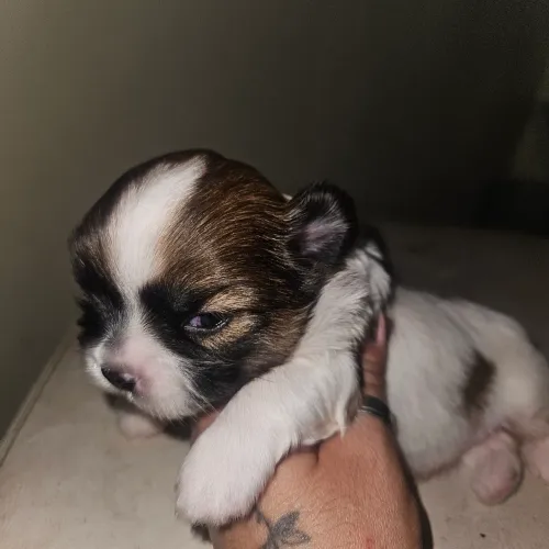 Macho de shih tzu