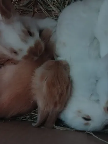  Vende-se coelhos