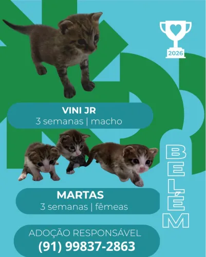 ADOÇÃO GATOS FILHOTES 