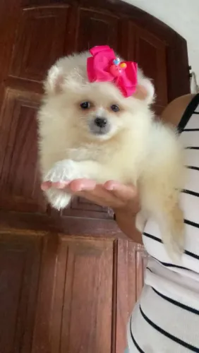 Lulu da Pomerânia 
