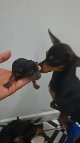 Filhotes de Pinscher 1