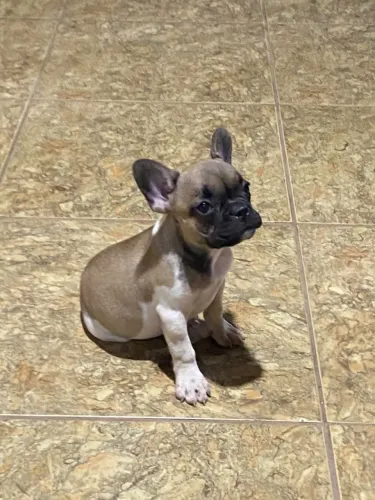 Bulldog Francês fêmea disponível