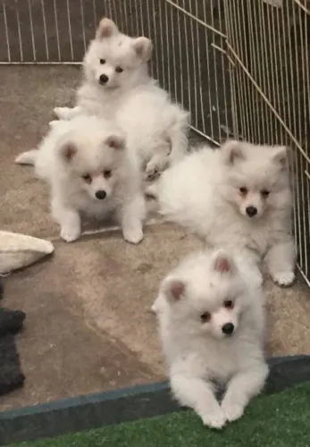 Filhotes de Spitz Alemão | Fofura sem limites!