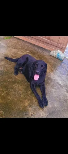 Doação de cachorro