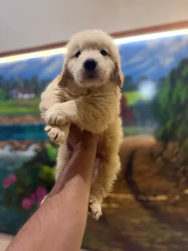 Filhote de golden retriever