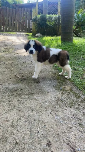 São Bernardo com pedigree