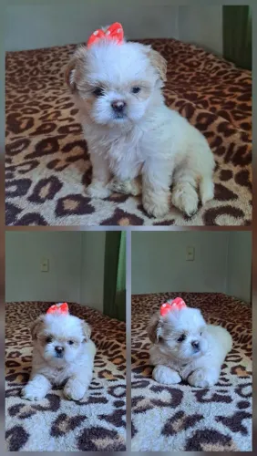Lindos filhotes de Shih-tzu 