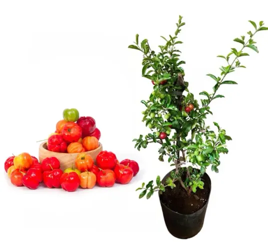 Pé de Acerola 