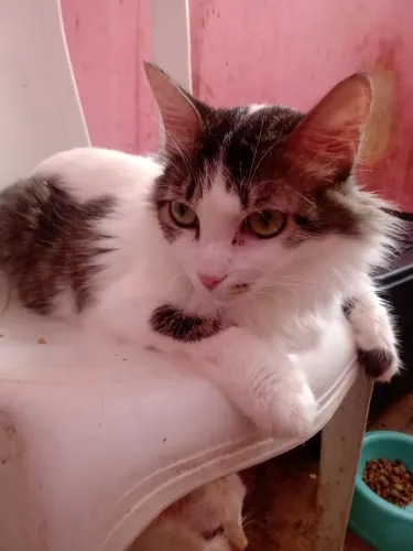 Gatinha tricolor precisa lar