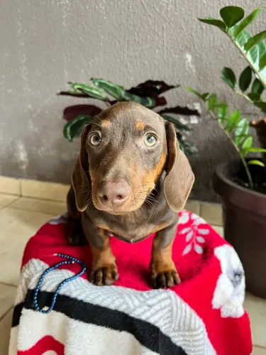 Filhote de dauschund 