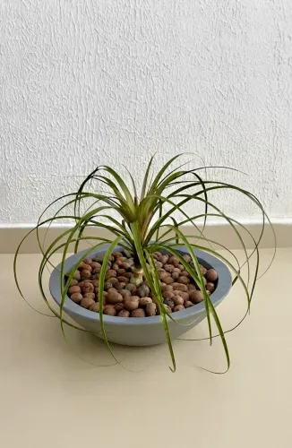 Vendo Planta Pata de Elefante