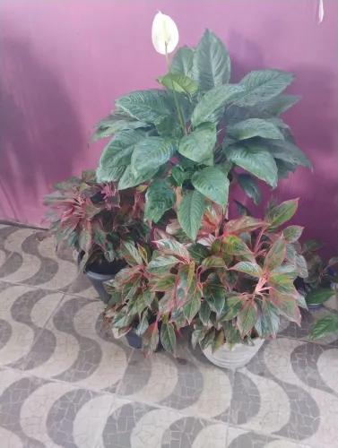Vendo lindas plantas 
