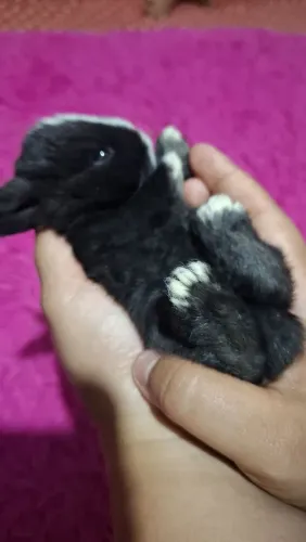 Coelho mini lop uruguaio