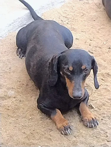 Dachshund alerquim