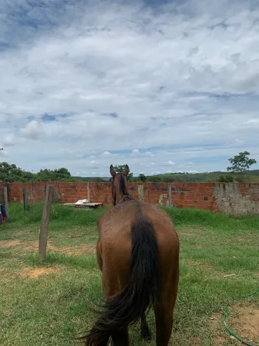 Vendo égua Mangalarga marchador