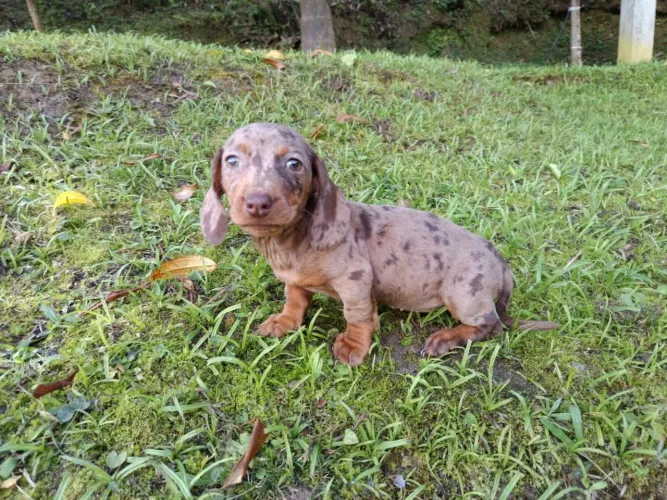 Lindos filhotes Basset Teckel últimos Fêmea vacinados
