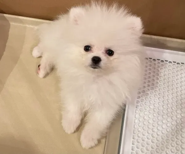 Spitz Alemão