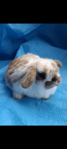 Mini coelhos