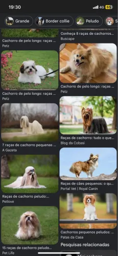 Procuro filhote de porte pequeno poodle/shihtzu/maltes/lhasa