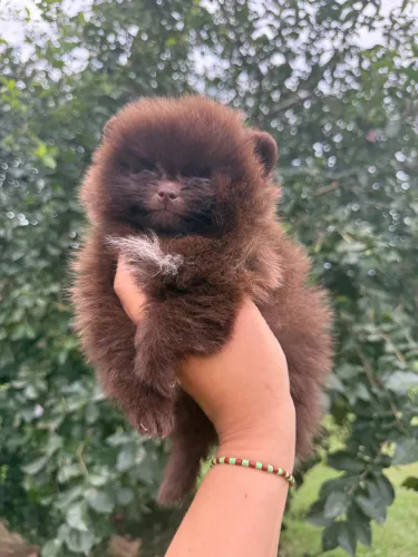 LULU DA POMERÂNIA CHOCOLATE ? MACHINHO MINIATURA - MARROM- URSINHO