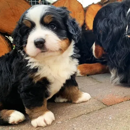 ?Venda de filhotes de Bernese - confira?
