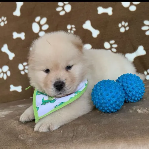 Chow chow o urso em forma de cachorro