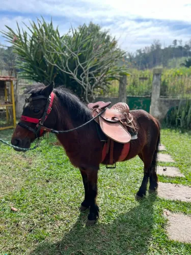 Pônei Fêmea