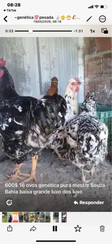 galinha balão sertaneja