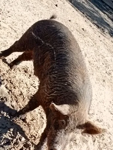 Porco caipira 