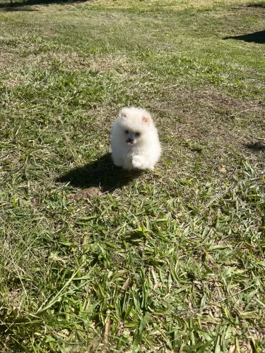 Cachorro