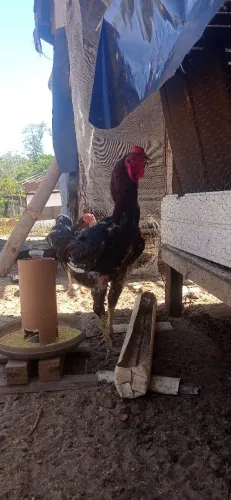Vendo galo indio gigante