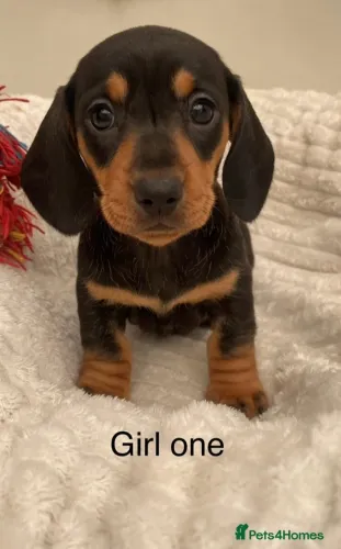 Cachorro filhote dachshund/teckel/basset/salsicha/cofap saudável
