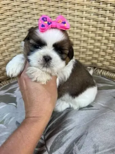 Shihtzu fêmea já para presente e embrulhada