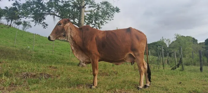 Vendo essa vaca da raça girolandia 