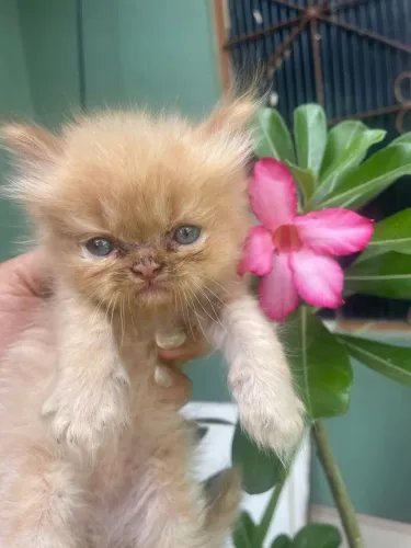 Vendo gatos persa filhotes 