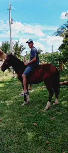 Vendo cavalo manso de cabresto .cavalo novo um ano e meio