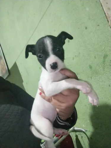 Filhotes de cachorro 