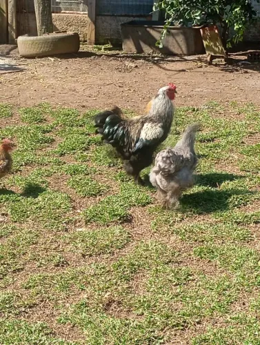 Galo Brama e galinha Brama