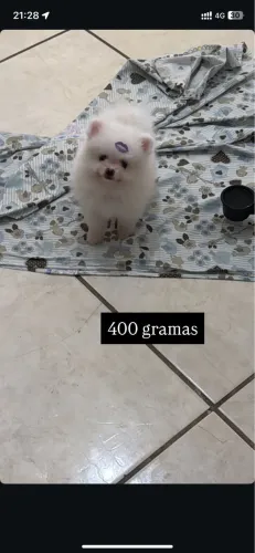 Lulu da pomerania anao - LINHAGEM RUSSA 