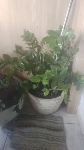Vendo plantas já nos jarros lindos