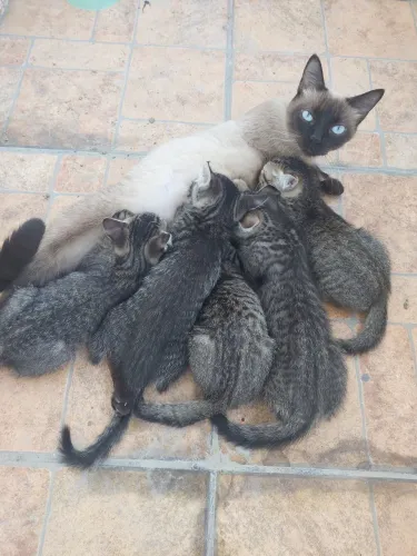 Doações de gatos