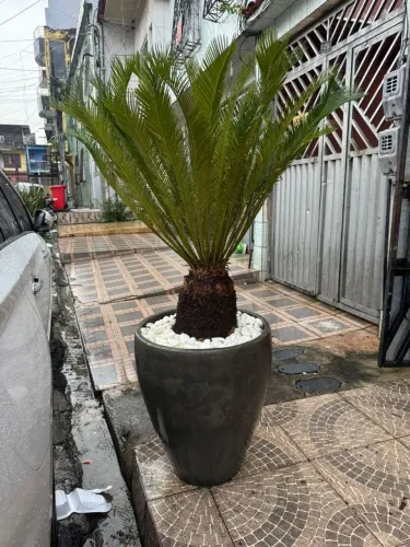 Vende-se planta, 1 mês de uso.